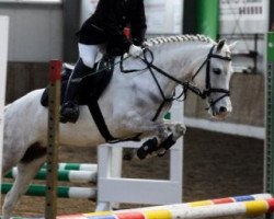 dressage horse Summer 21 (Welsh mountain pony (SEK.A), 2001)