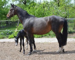 broodmare Landdame (Württemberger, 1998, from Lancaster)