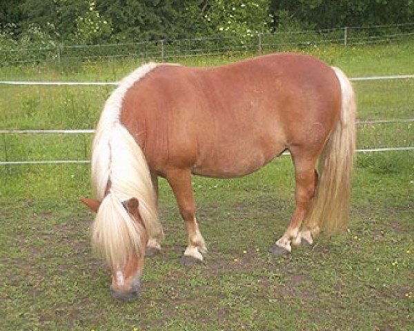 Zuchtstute Solvie (Shetland Pony, 1991, von Argon A 278)