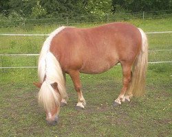 broodmare Solvie (Shetland Pony, 1991, from Argon A 278)