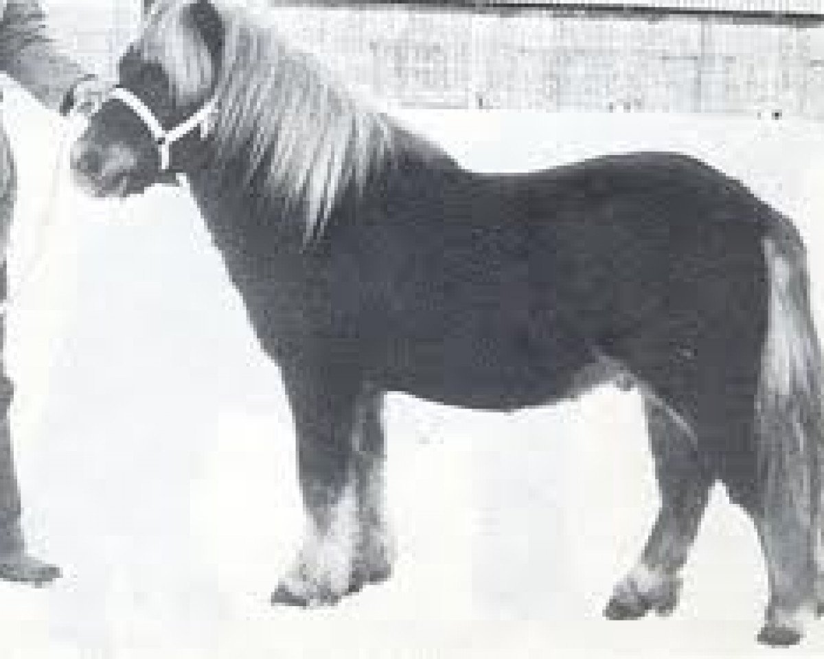 stallion Max van Breyvin (Shetland Pony, 1976, from Hassan van Bunswaard)