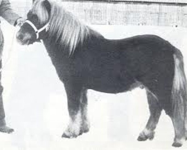 Deckhengst Max van Breyvin (Shetland Pony, 1976, von Hassan van Bunswaard)