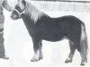 Deckhengst Max van Breyvin (Shetland Pony, 1976, von Hassan van Bunswaard)