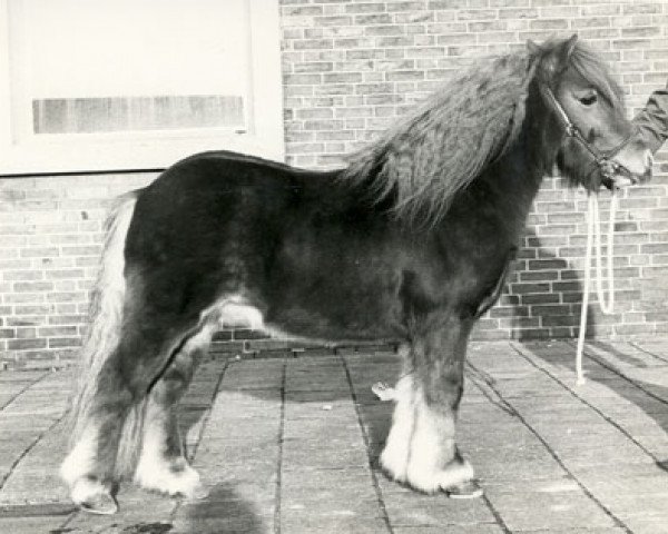 stallion Grandioos van Vries (Shetland Pony, 1971, from Wells Fireman)