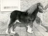 stallion Grandioos van Vries (Shetland Pony, 1971, from Wells Fireman)