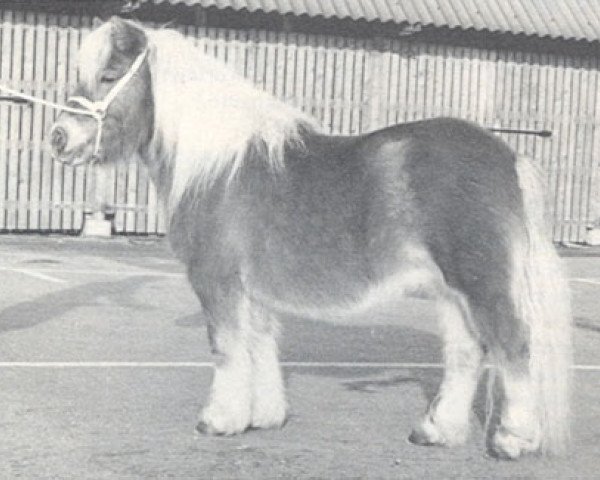 Deckhengst Ivo van Tilburg (Shetland Pony, 1973, von Union van Opheusden)