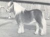 Deckhengst Ivo van Tilburg (Shetland Pony, 1973, von Union van Opheusden)