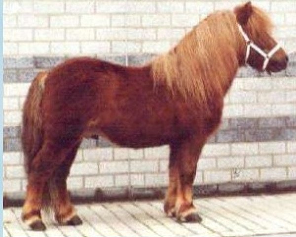 Deckhengst Rivo van Baal (Shetland Pony, 1980, von Ivo van Tilburg)
