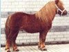 Deckhengst Rivo van Baal (Shetland Pony, 1980, von Ivo van Tilburg)