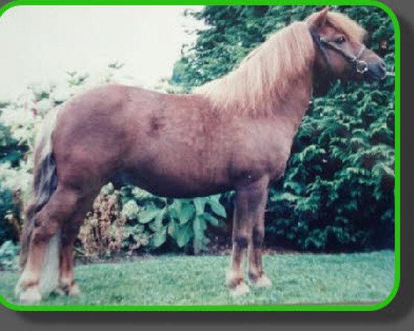Deckhengst Erivo van Stal Polderzicht (Shetland Pony, 1990, von Rivo van Baal)