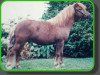 stallion Erivo van Stal Polderzicht (Shetland Pony, 1990, from Rivo van Baal)