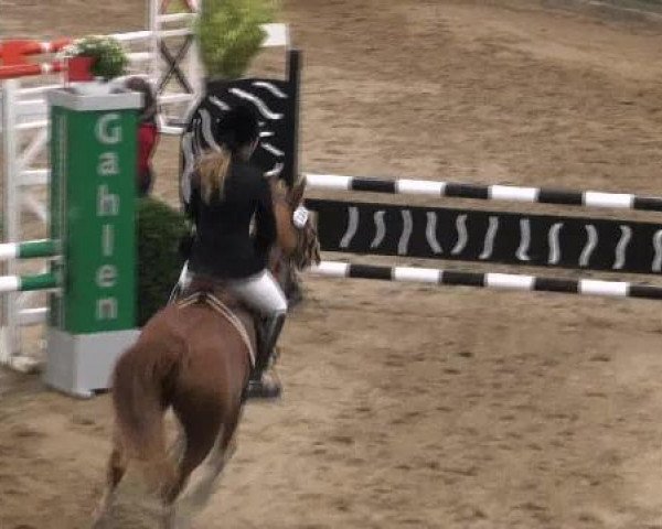 Springpferd Gina-Latoya (Deutsches Reitpony, 2002, von FS Golden Highlight)