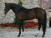 stallion Vallado (KWPN (Royal Dutch Sporthorse), 2002, from Now Or Never M)