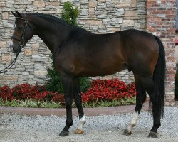 stallion Vallado (KWPN (Royal Dutch Sporthorse), 2002, from Now Or Never M)