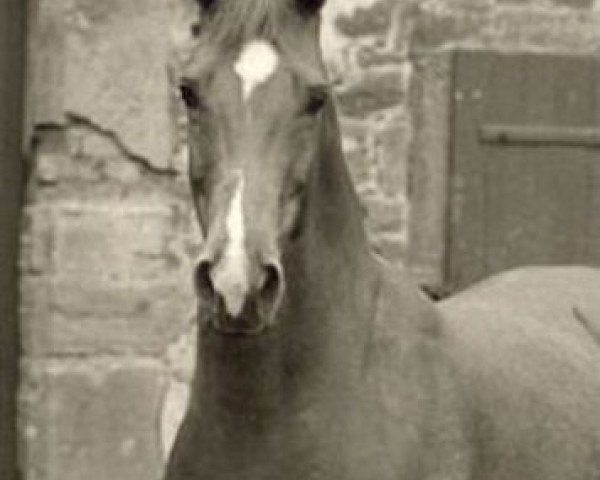 broodmare Viljana (Trakehner, 1962, from Admiral xx)