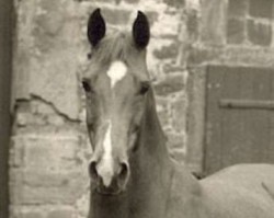 broodmare Viljana (Trakehner, 1962, from Admiral xx)