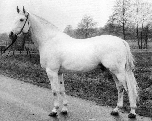 horse Rigoletto (Holsteiner, 1960, from Ramzes AA)