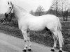 stallion Rigoletto (Holsteiner, 1960, from Ramzes AA)
