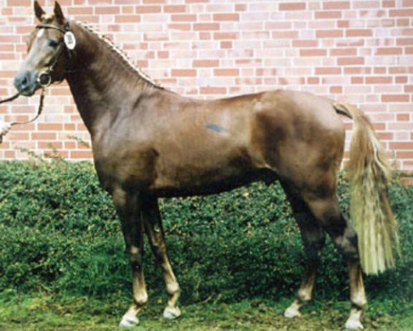 stallion Dressman V (Westphalian, 1998, from Domingo)