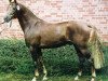 stallion Dressman V (Westphalian, 1998, from Domingo)