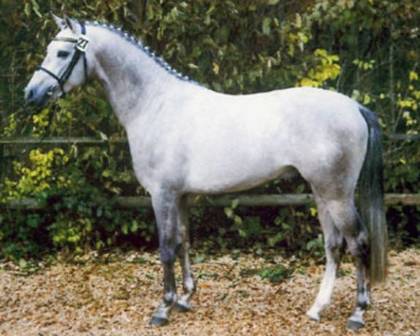 stallion Dein Sunnyboy (German Riding Pony, 2003, from Dressman V)