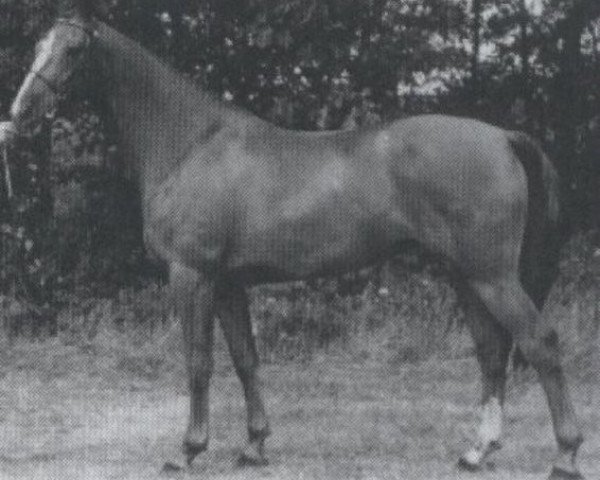 Zuchtstute Esprit (Koninklijk Warmbloed Paardenstamboek Nederland (KWPN), 1986, von Le Mexico)