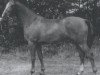 Pferd Esprit (Koninklijk Warmbloed Paardenstamboek Nederland (KWPN), 1986, von Le Mexico)