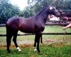 broodmare Caprice (Hanoverian, 1989, from Calypso II)