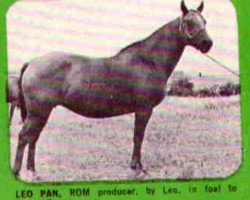 Zuchtstute Leo Pan (Quarter Horse, 1950, von Leo)