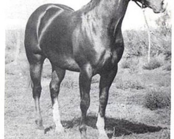 Deckhengst Jewel's Leo Bars (Quarter Horse, 1962, von Sugar Bars)