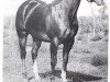 stallion Jewel's Leo Bars (Quarter Horse, 1962, from Sugar Bars)