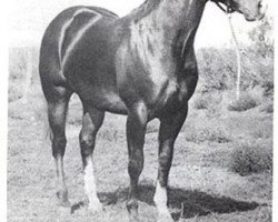 stallion Jewel's Leo Bars (Quarter Horse, 1962, from Sugar Bars)