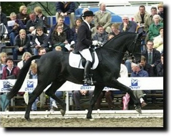 stallion Dollmann (Westphalian, 1997, from Davignon II)