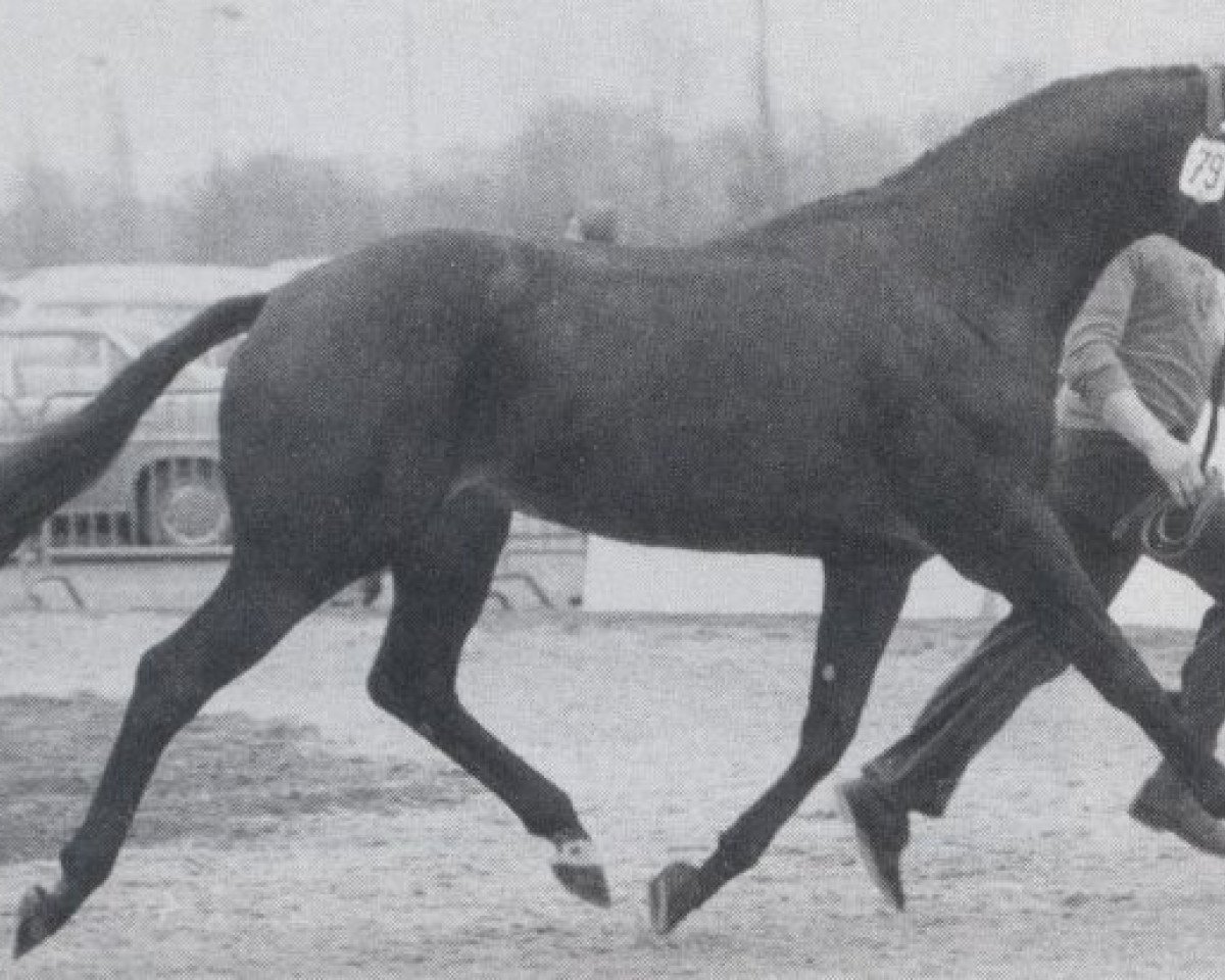 Deckhengst Osterglanz xx (Englisches Vollblut, 1970, von Neckar xx)