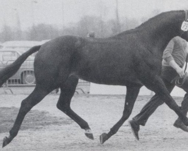 stallion Osterglanz xx (Thoroughbred, 1970, from Neckar xx)