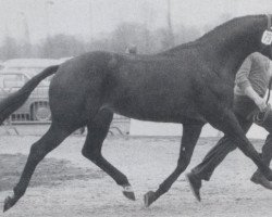 stallion Osterglanz xx (Thoroughbred, 1970, from Neckar xx)