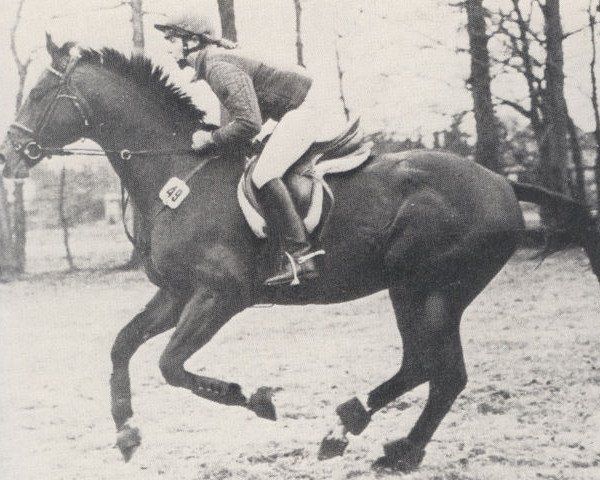 stallion Illuster (Trakehner, 1977, from Osterglanz xx)