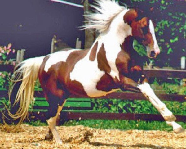 stallion Sazar (Pinto with riding horses pedigree, 1990, from Samber)