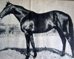 stallion Verso II xx (Thoroughbred, 1940, from Pinceau xx)