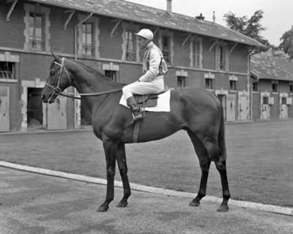 stallion Lavandin xx (Thoroughbred, 1953, from Verso II xx)