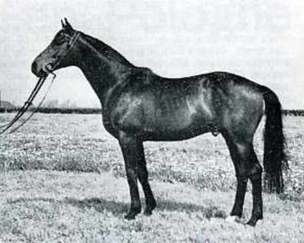 stallion Mehari xx (Thoroughbred, 1963, from Lavandin xx)