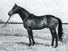 stallion Mehari xx (Thoroughbred, 1963, from Lavandin xx)