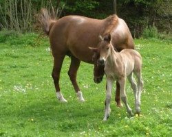 broodmare Weltbuehne (Hanoverian, 1998, from Weltmeyer)