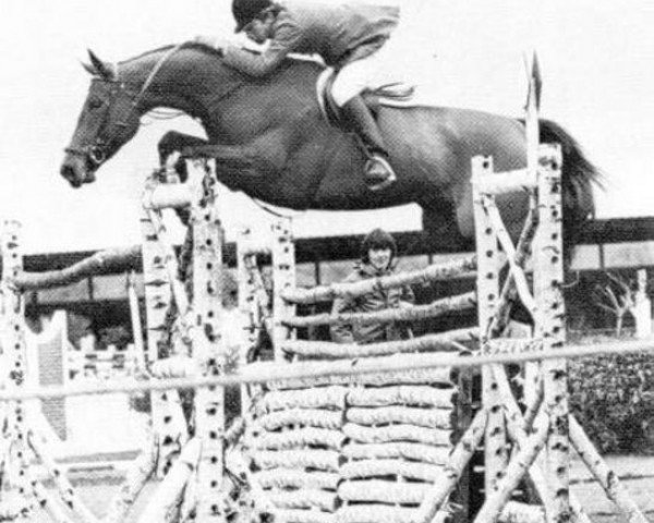 horse Dirka (Selle Français, 1969, from Nankin)