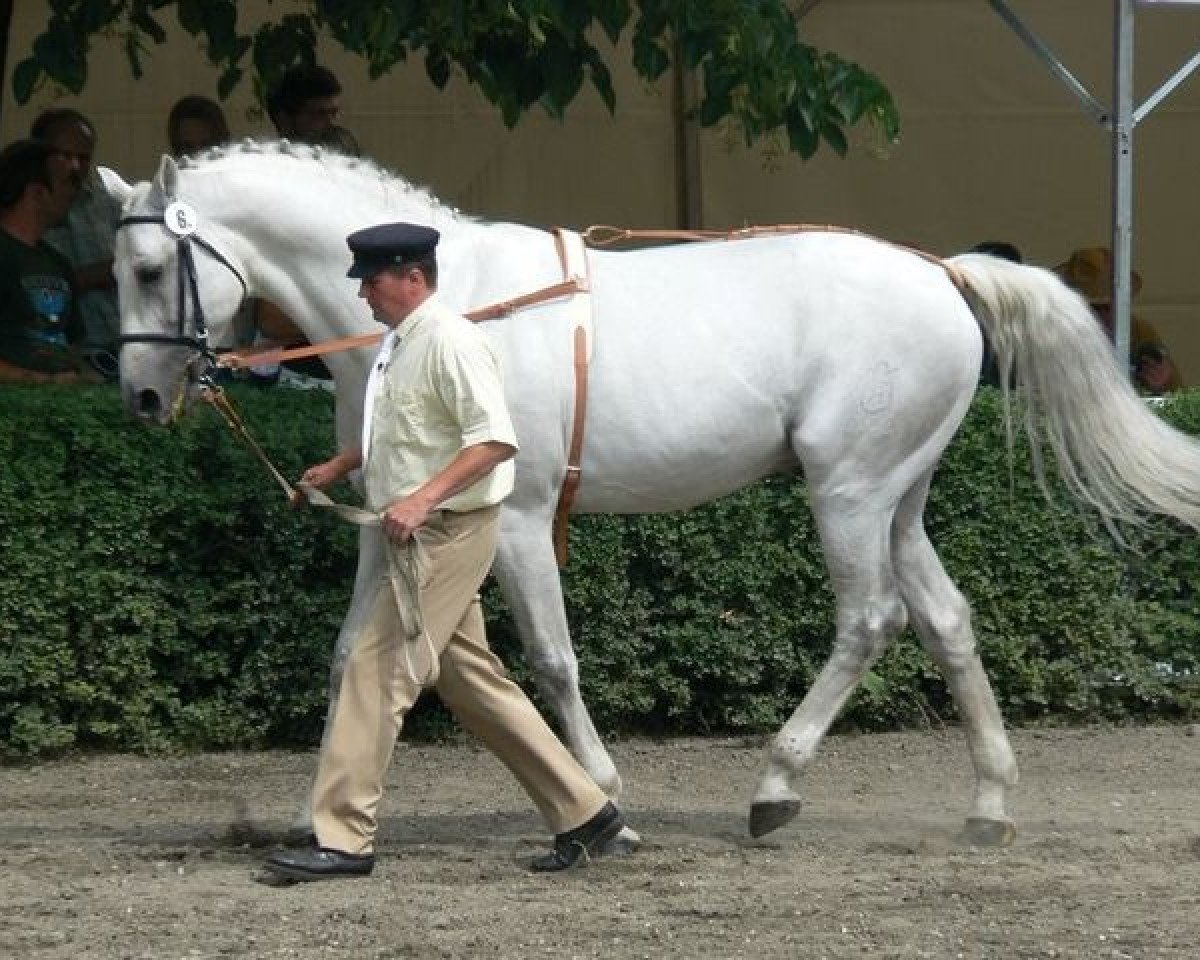 stallion Catango (Holsteiner, 1989, from Cantus)