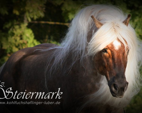 stallion Liz. Steiermark (Haflinger, 1991, from Styria)