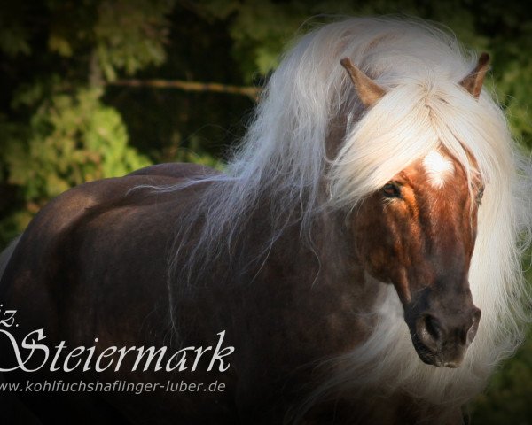 Deckhengst Liz. Steiermark (Haflinger, 1991, von Styria)