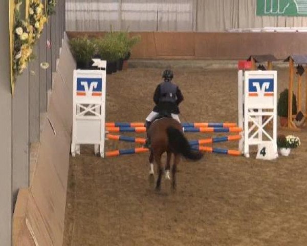dressage horse Mary-Lou 51 (German Riding Pony, 2003, from Medoc)