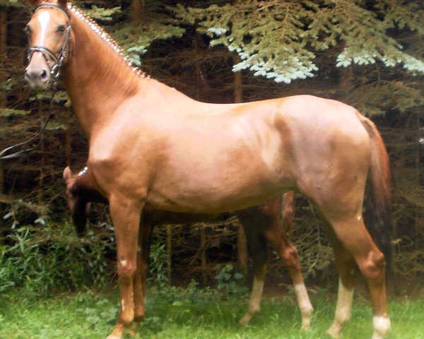 broodmare Royal Classic (Oldenburg, 2000, from Royal Dance)