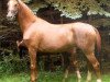 broodmare Royal Classic (Oldenburg, 2000, from Royal Dance)